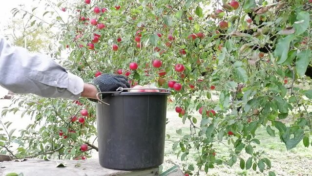 Close-up of a bucket with a harvest of red ripe apples standing on a stepladder. An unidentified male farmer harvests apples in a bucket. Organic red freshly picked apples in a box.
