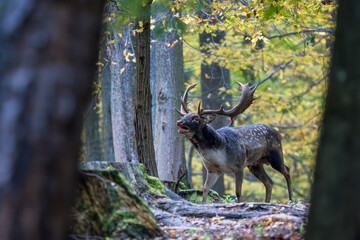 European Fallow Deer- Dama dama, large beautiful iconic animal from European forests and meadows, White Carpathians, Czech Republic.