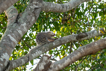 Brazilian porcupine on tree in brazilian Pantanal