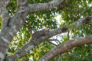 Brazilian porcupine on tree in brazilian Pantanal