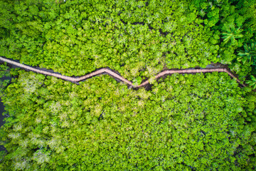 Drone photgraphy of Port Launay Coastal Wetlands, mangrove wooden bridge, One of the best mangrove wetlands on the island of Mahé, supporting all seven species of mangroves in Seychelles 1