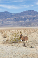 Wild burro in the Death Valley desert
