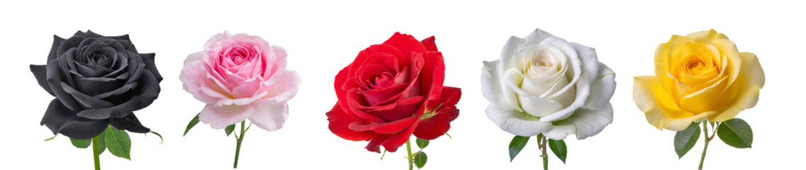 Roses collection isolated on transparent background.