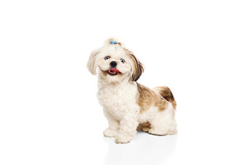 Adorable, smiling purebred dog, Shih Tzu sitting with tongue out and looking isolated on white studio background. Concept of domestic animals, vet, care, pet friends, action and motion.