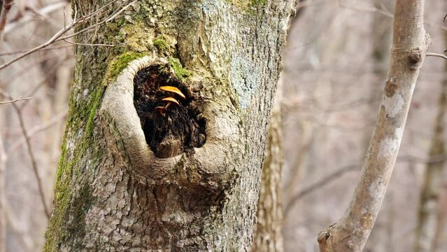 樹木の節のくぼみに連なって生えるキノコ　落葉した森の風景