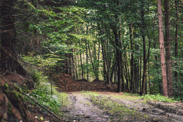 path in the middle of the forest 