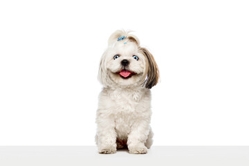 Adorable, cute little purebred dog, Shih Tzu sitting with tongue sticking out, smiling isolated on white studio background. Concept of domestic animals, vet, care, pet friends, action and motion.