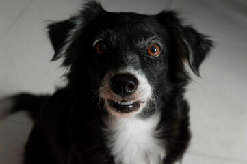 Fotografía de mascotas