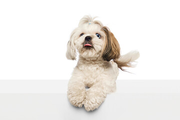 Calm, attractive purebred dog, Shih Tzu calmly lying with tongue stickling out isolated on white studio background. Concept of domestic animals, vet, care, pet friends, action and motion.