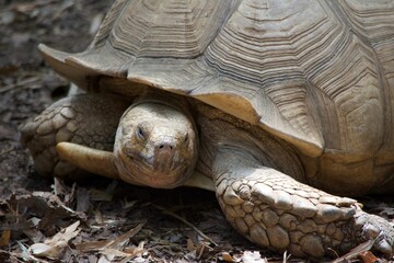 Closeup of an African spurred tortoise standing on the ground under sunlight