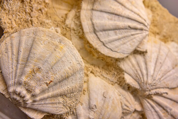Fossilized shells in the rock