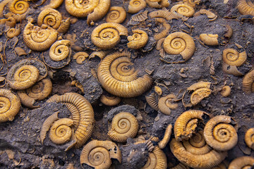 Fossilized ammonites in the rock
