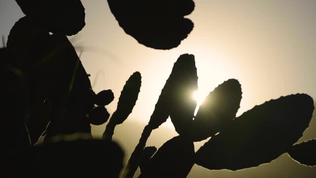 Sun through a cactus canyon in Gran canaria