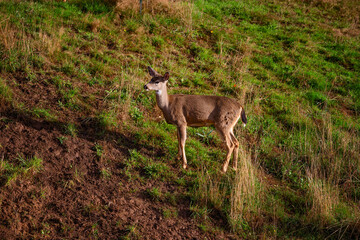 Doe deer stands alone on a hillside in evening light.