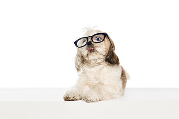 Shocked muzzle. Cute, funny, adorable purebred dog, Shih Tzu sitting in glasses isolated on white...