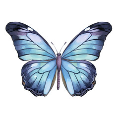 Watercolor Butterfly Clipart Illustration. Isolated elements on a white background.