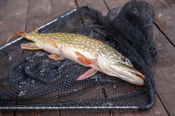 Freshwater pike and fishing equipment lies on vintage wooden background. Composition on wooden background with yellow leaves..
