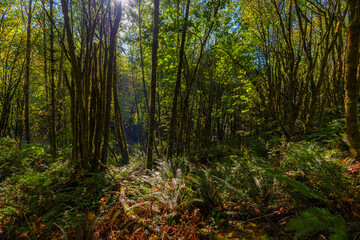 Hiking through forest in the Cascade Mountain Range