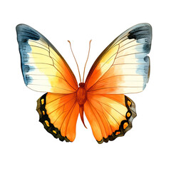 Watercolor Butterfly Clipart Illustration. Isolated elements on a white background.