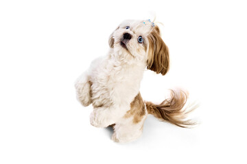 Smart, adorable, smiling purebred dog, Shih Tzu standing on hind legs and following commands isolated on white background. Concept of domestic animals, vet, care, pet friends, action and motion.