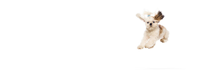 Active, adorable purebred dog, Shih Tzu in motion, playing, running, jumping isolated on white studio background. Concept of domestic animals, vet, care, pet friends, action and motion.