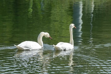 Obraz premium Closeup of Mute swans swimming in a lake