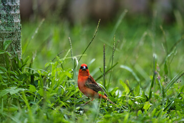 Low andgle photography of red male Madagascar fody bird eating seeds from grass, Mahe Seychelles 6
