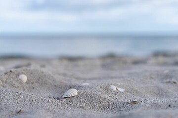 Sandy beach with shells at Binz resort against the Baltic Sea in Germany