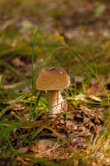 Boletus mushroom in the wild. Porcini mushroom grows on the forest floor at autumn season..