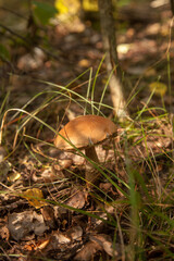 Close up view of brown cap boletus growing in forest..