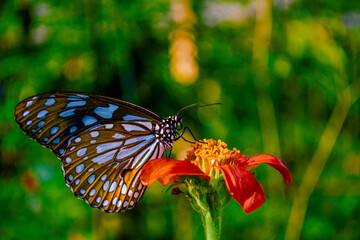 closeup shot of a beautiful butterfly with interesting textures 