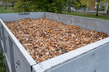 Dry Fallen leaves bio Organic waste in a huge container. Heap of Compost from garden yard are being cleaned in autumn