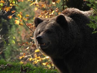 Fototapeta premium Closeup of a grizzly bear with an open mouth standing in a park