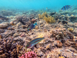 Klunzinger's wrasse (Thalassoma rueppellii) at coral reef of the Red Sea..