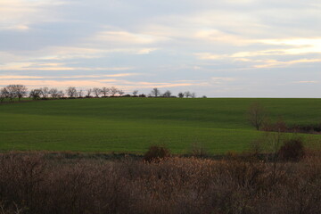 A field with trees and grass