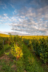 Paysage viticole et vigne en automne en France après les vendanges.