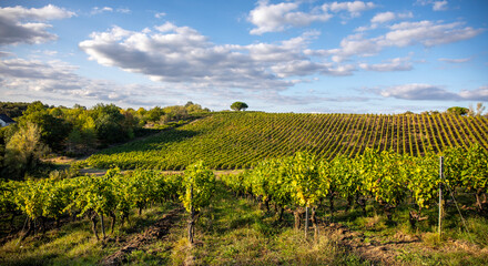 Vignoble en France et vigne chargée de raisin noir et blanc.
