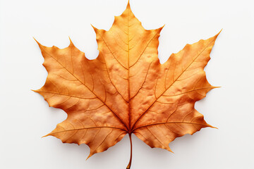 Naklejka na ściany i meble maple leaf isolated on a white and transparent background its detailed textures are shown in this image