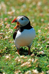 Macareux moine, .Fratercula arctica, Atlantic Puffin