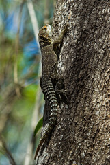 Oplure de Cuvier, Oplurus de Cuvier, Oplurus cuvieri, Madagascar
