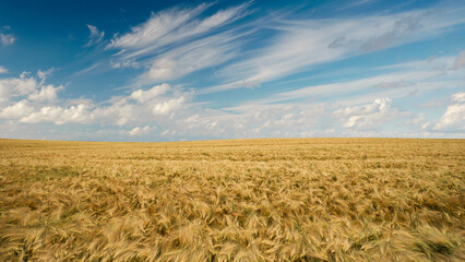 Fototapeta premium Weizenfeld mit blauen Himmel