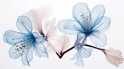 Fotobehang an x-ray art image of transparent azalea on white background. Beautiful blooming flowers. Illustration for cover, card, postcard, interior design, packaging, invitations or print © Romana