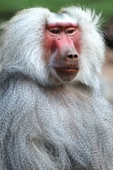 Vertical shot of a baboon ape looking away