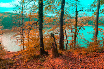 Natural Forest with autumn leaves on ground lake behind