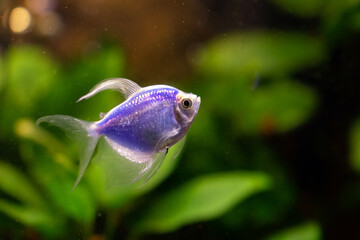 Blue violet fish in aquarium