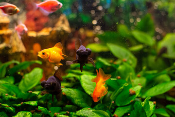 Beautiful goldwish in home aquarium