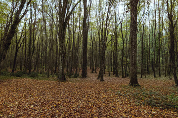 Natural Forest with autumn leaves on ground