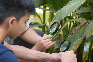 Asian boys learning creatures on roots, leaves, trunk, branches and stems of trees and plants in...