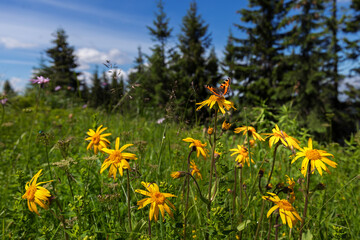 Arnica Montana flower in alpine meadows - landscape of summer Carpathian mountains. Unique mountain phytocenoses of Arnica montana (leopard's bane).