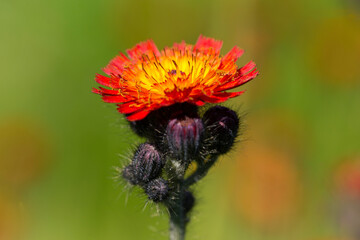 Pilosella aurantiaca (fox-and-cubs, orange hawk bit, devil's paintbrush, grim-the-collier) against a mountain landscape. Flowering Pilosella aurantiaca in natural habitat - Carpathians